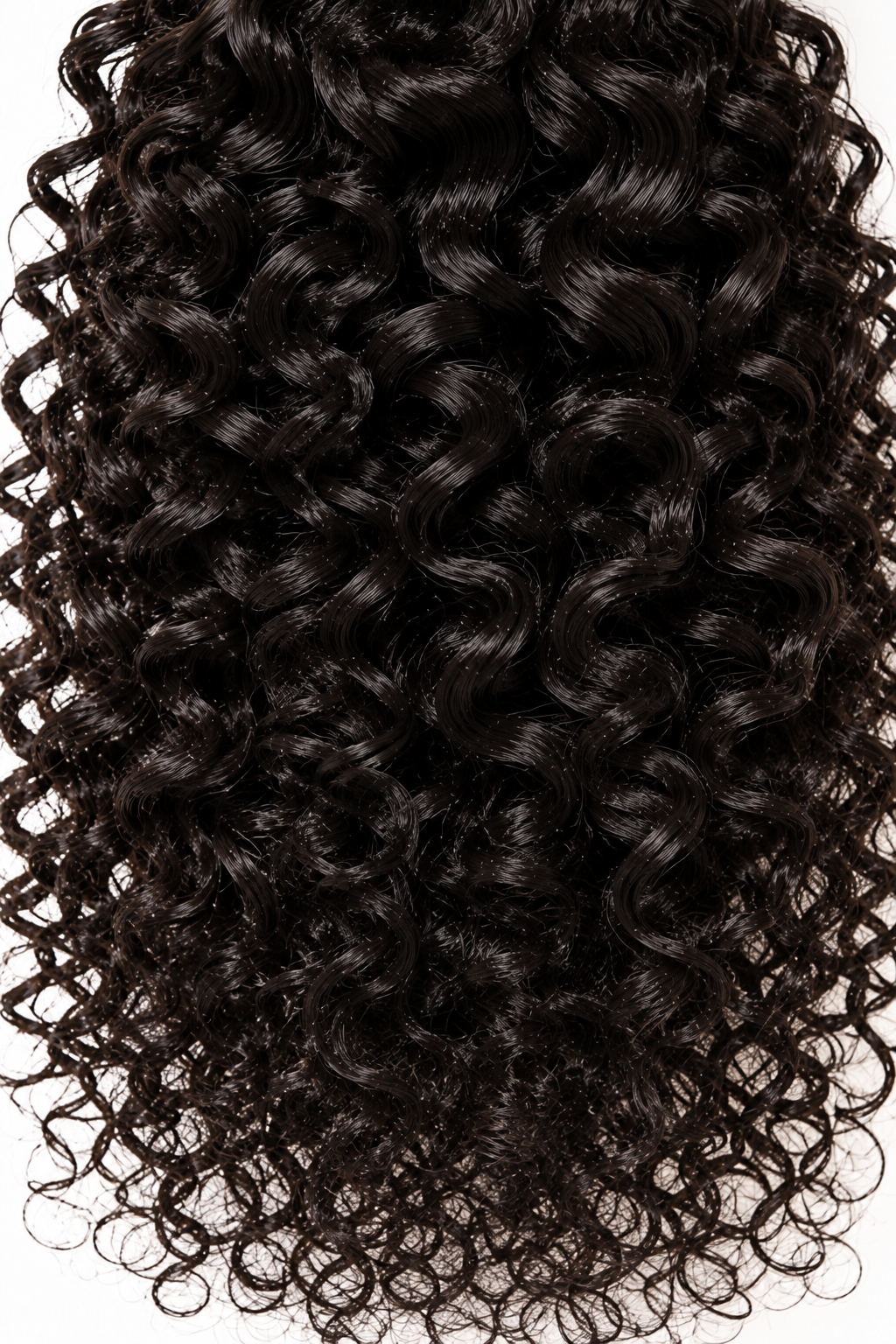 Burmese Curly
